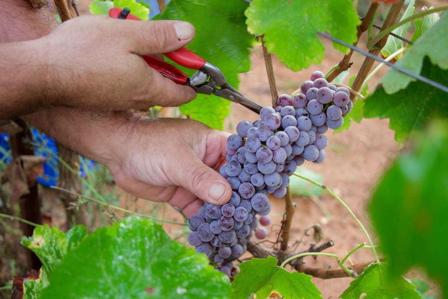 man cutting with a scissors a bunche of grapes at Tselepos Winery vineyards